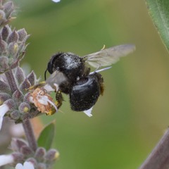 Xylocopa tabaniformis