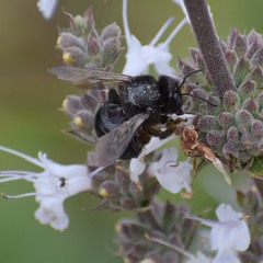 Xylocopa tabaniformis