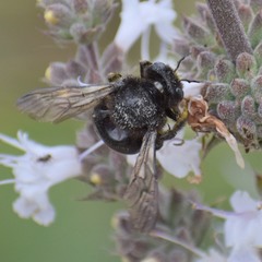 Xylocopa tabaniformis