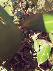 Erythroxylum emarginatum