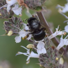 Xylocopa tabaniformis