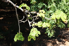 Uncarina grandidieri