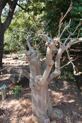 Uncarina grandidieri