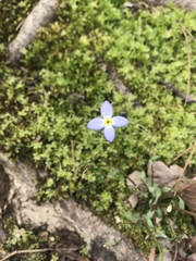 Houstonia serpyllifolia