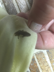 Lampyridae