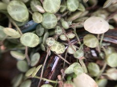 Peperomia prostrata