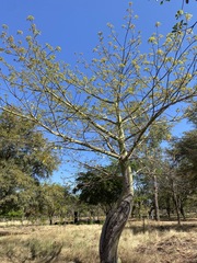 Pseudobombax ellipticum