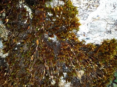 Macromitrium longipes