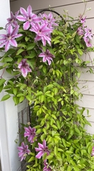 Clematis