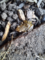 Eleutherodactylus campi