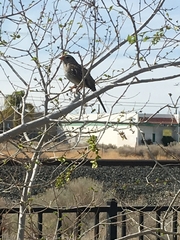 Zonotrichia leucophrys