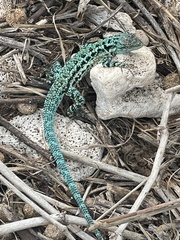 Urosaurus clarionensis