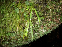 Notogrammitis pseudociliata