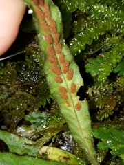 Notogrammitis pseudociliata