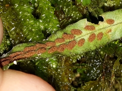 Notogrammitis pseudociliata