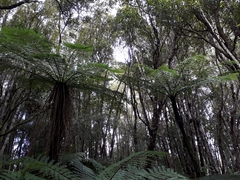 Cyathea cunninghamii