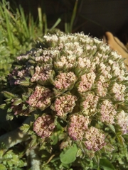 Daucus carota halophilus