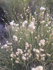 Baccharis spartioides