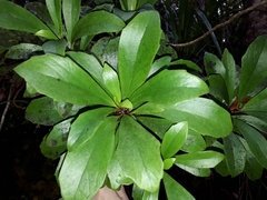 Brachyglottis kirkii