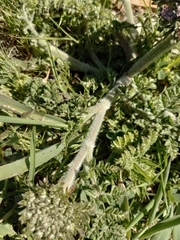 Daucus carota halophilus