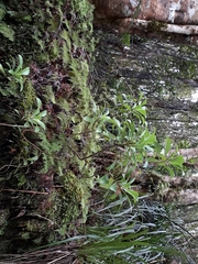 Brachyglottis kirkii