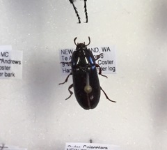 Uloma tenebrionoides