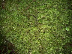 Lepidoziaceae
