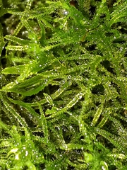Lepidoziaceae