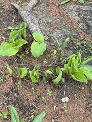 Hosta