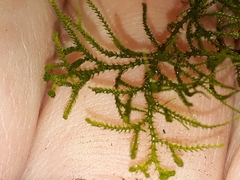 Lepidoziaceae
