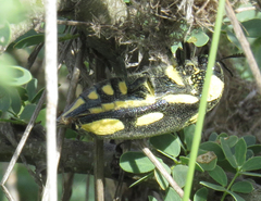 Sternocera orissa orissa