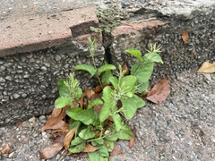 Ruellia ciliatiflora