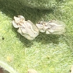 Corythucha immaculata