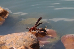 Polistes