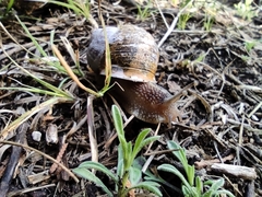Cornu aspersum