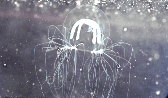 Nemopsis