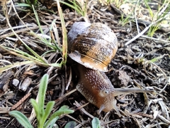 Cornu aspersum