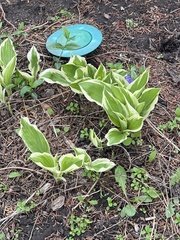Hosta