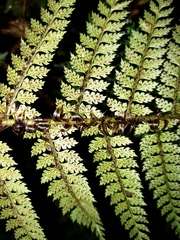 Polystichum silvaticum