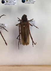 Ochrocydus huttoni