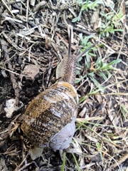 Cornu aspersum