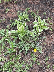 Hosta