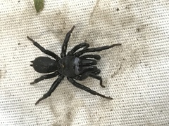 Sphodros niger