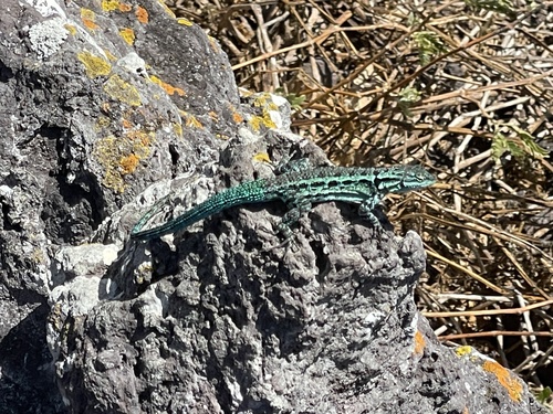 Clarion Island Tree Lizard, Urosaurus clarionensis