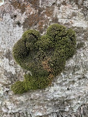 Calymperaceae