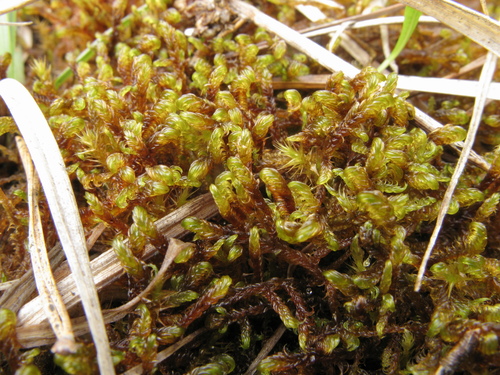 Scorpidium cossonii