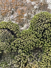 Calymperaceae