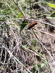 Sephina