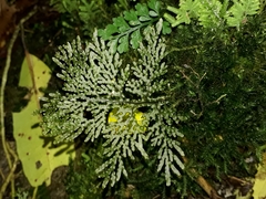 Hymenophyllum flexuosum