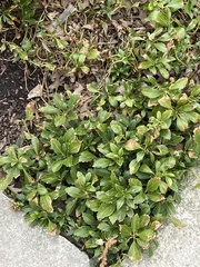 Pachysandra